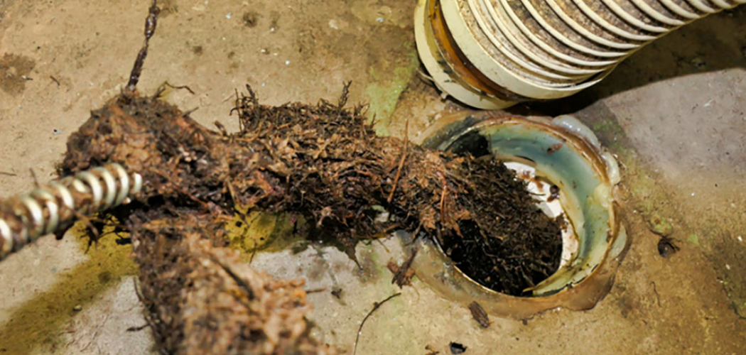 How to Use Root Killer for Drains