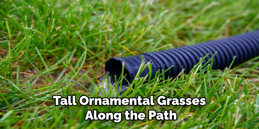 Tall Ornamental Grasses
Along the Path